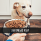 Jak karmić psa